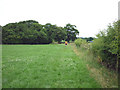 Footpath by the Calder near Sandholme Bridge