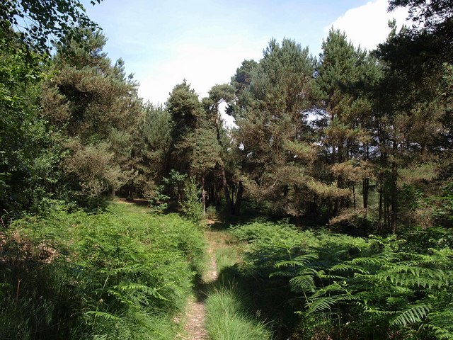 Path in Uphams Plantation