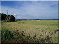 Wheat field (2)