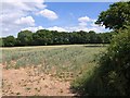 Wheatfield above Woodmanton