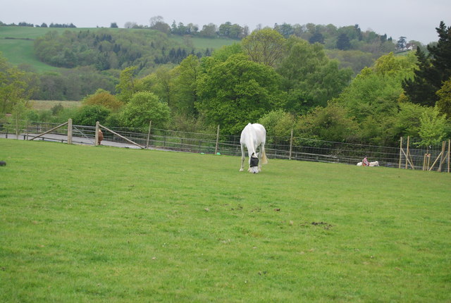 A grazing horse near Tanyard