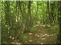 Footpath in Hoades Wood