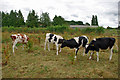 Heifers at Mynthurst Farm