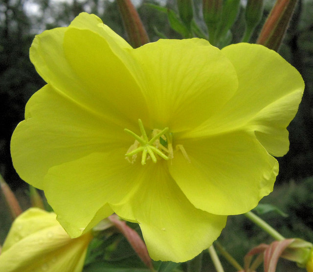 Flower of the Large-flowered Evening-primrose