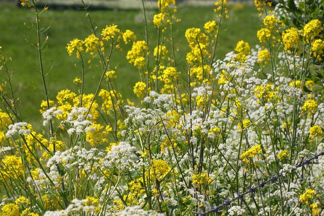White and yellow wildflowers near Benson © Steve Daniels :: Geograph ...
