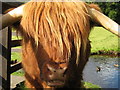 Highland Cow, Blair Atholl