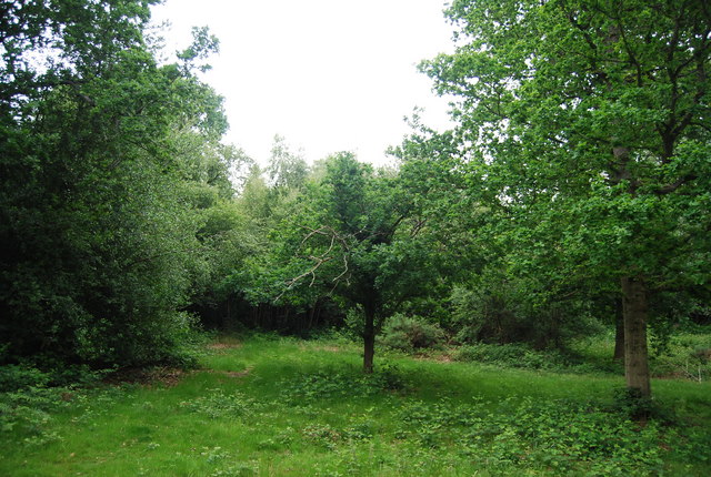 Wooded area of Tunbridge Wells Common