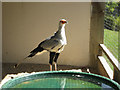 Secretary bird - Sagittarius serpentarius