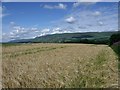 Field of ripening barley