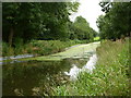 A stretch of the Chesterfield canal