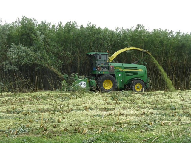 Stripping the Willow