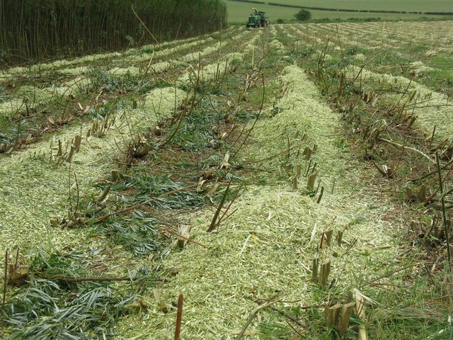 Willow harvest - clear fell © M J Richardson cc-by-sa/2.0 :: Geograph ...