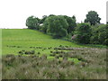NY6664 : Pastures and woodland near Blenkinsop Castle by Mike Quinn