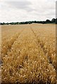 Cereal fields near Lords Hill