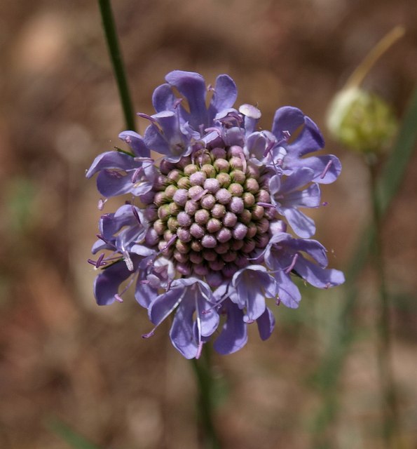 Scabious on the goat path