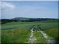 Crops south of Bury