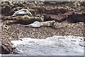 SV8514 : Seals on Seal Rock by Richard Croft