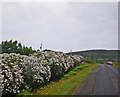 Floriferous shrubbery row along the single track road