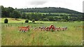 Farmland, Hope Dale