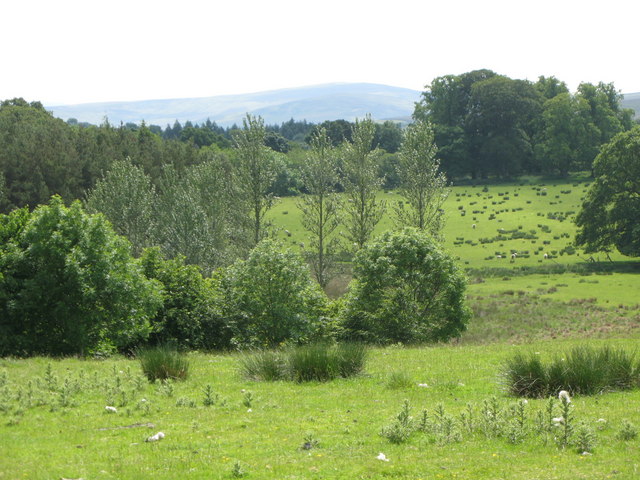 Pastures and woodland east of Featherstone Castle (4)