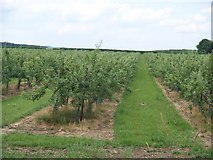 SP0539 : Apple orchard by Michael Dibb