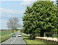 2010 : Minor road and horse chestnut in flower