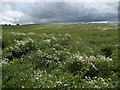 Floral Display near Eaglescliffe