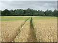 Footpath To The woods