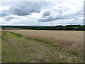 Ripening wheat west of Woodhouses