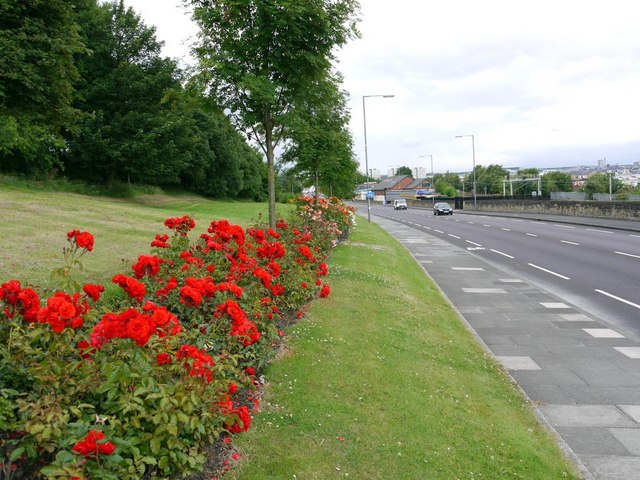 Roses along Sunderland Road