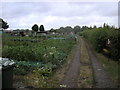 Bedworth Allotments