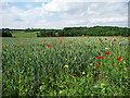 Farmland near Farnborough (2)