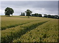 Field east of Welham