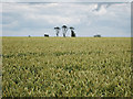 Wheat Field