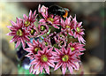 Red-tailed Bumble Bee on Sedum