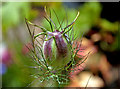 Seed pod of Nigella damascena (love-in-a-mist)