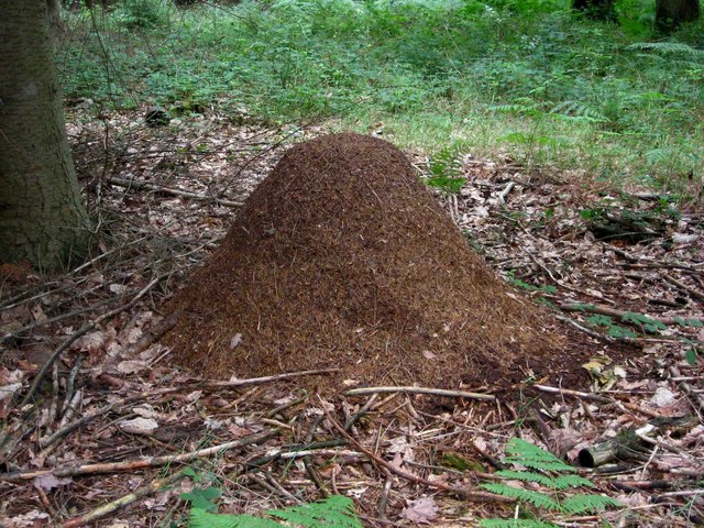 Wood ants' nest, Hawkbatch area of Wyre Forest
