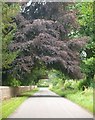 Copper beech at Sansaw