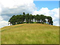 Pines on the summit of Law Hill