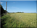 Wheat Field near Jacques Court