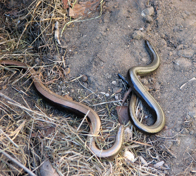 common ironworm