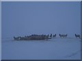 Sheep in the snow