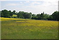 TQ5652 : Buttercup meadow by N Chadwick