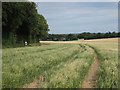 Runner on the Bridleway