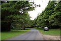 Himalayan Cedars in the former main driveway of Tollymore Park House