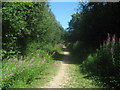 Bridleway in Covet Wood