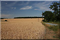 Wheat field next to Peacocks Road