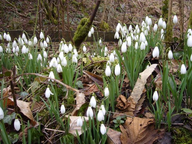 Snowdrops Amongst the Leaves