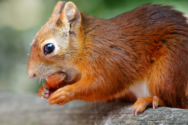 Red Squirrel at the British Wildlife... © Peter Trimming cc-by-sa/2.0 ...