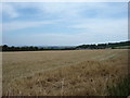 Harvested  Cornfield